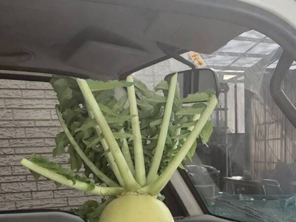 ナンパされたい デートしたい イケメンすぎる大根 その姿とは 21年11月25日 ウーマンエキサイト 1 2 ナンパされたい デートしたい イケメンすぎる大根 その姿とは 21年11月25日 ウーマンエキサイト 1 2