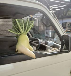 「ナンパされたい」「デートしたい」　イケメンすぎる大根、その姿とは？