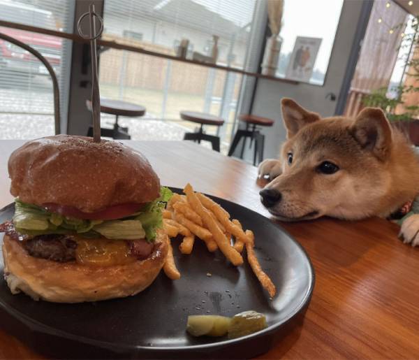 「ポスターに使ってほしい１枚」　ハンバーガーを見つめる柴犬がたまらん！