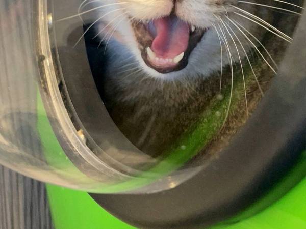 動物病院が苦手な猫が、猛抗議！　「騙しやがったな」