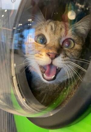 動物病院が苦手な猫が、猛抗議！　「騙しやがったな」