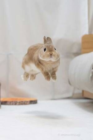 「活きのいいコッペパン」　飛ぶウサギを撮影した写真に、キュン！