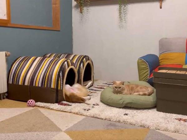 ６秒の『犬猫動画』に吹き出す人が続出　「これはヤバい」「笑っちゃう」