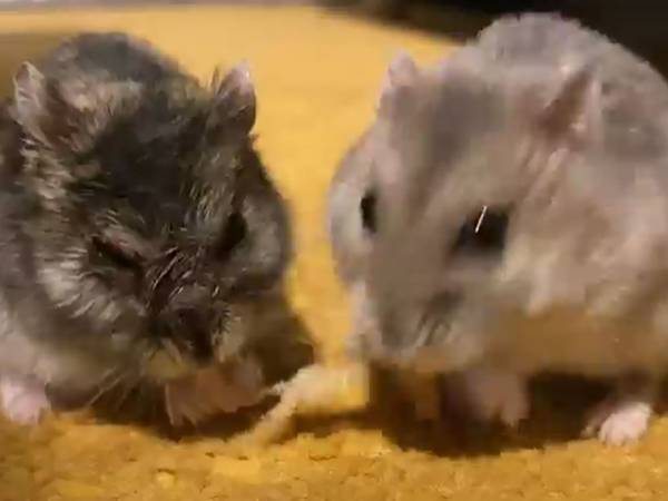 「これだけは譲れない！」コントのような愛妻家ハムスターの前足にご注目！