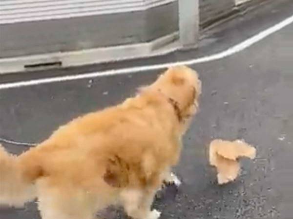 「一気に疲れが吹っ飛んだ」　散歩中のレトリバーに、キュンとする人が続出