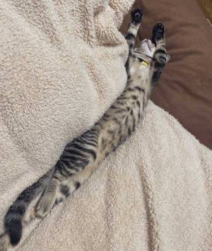 暖房が効いた部屋にいたのは…　飼い主が発見した『３枚』に、目がくぎ付け！