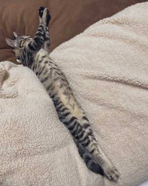 暖房が効いた部屋にいたのは…　飼い主が発見した『３枚』に、目がくぎ付け！