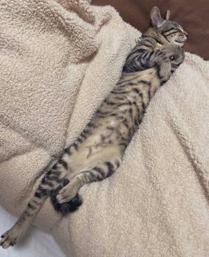 暖房が効いた部屋にいたのは…　飼い主が発見した『３枚』に、目がくぎ付け！