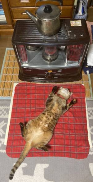 ストーブの前で眠る猫　豪快な寝姿に「野生を忘れてますね」