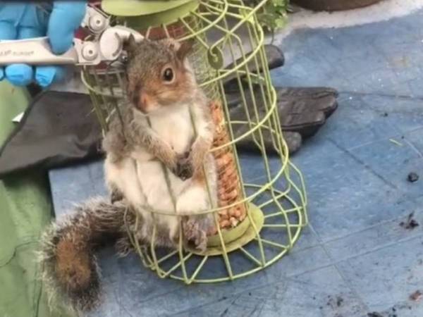 鳥のエサを盗もうとしたリス　お腹いっぱいになって逃げようとしたら…？