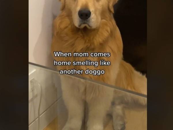 ほかの犬の匂いをつけて帰宅した女性　すると愛犬が？　「めっちゃ怒ってる」