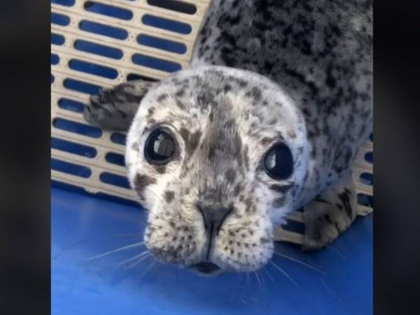 赤ちゃんアザラシの鳴き声の動画に２００万『いいね』　「予想できなかった」