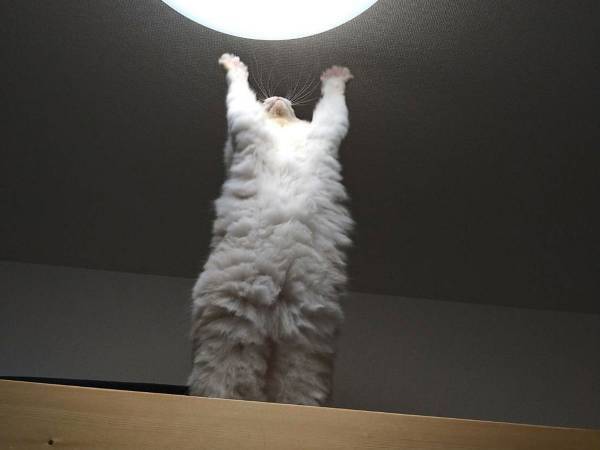 猫のポーズが、どう見ても…　飼い主の『アテレコ』が秀逸