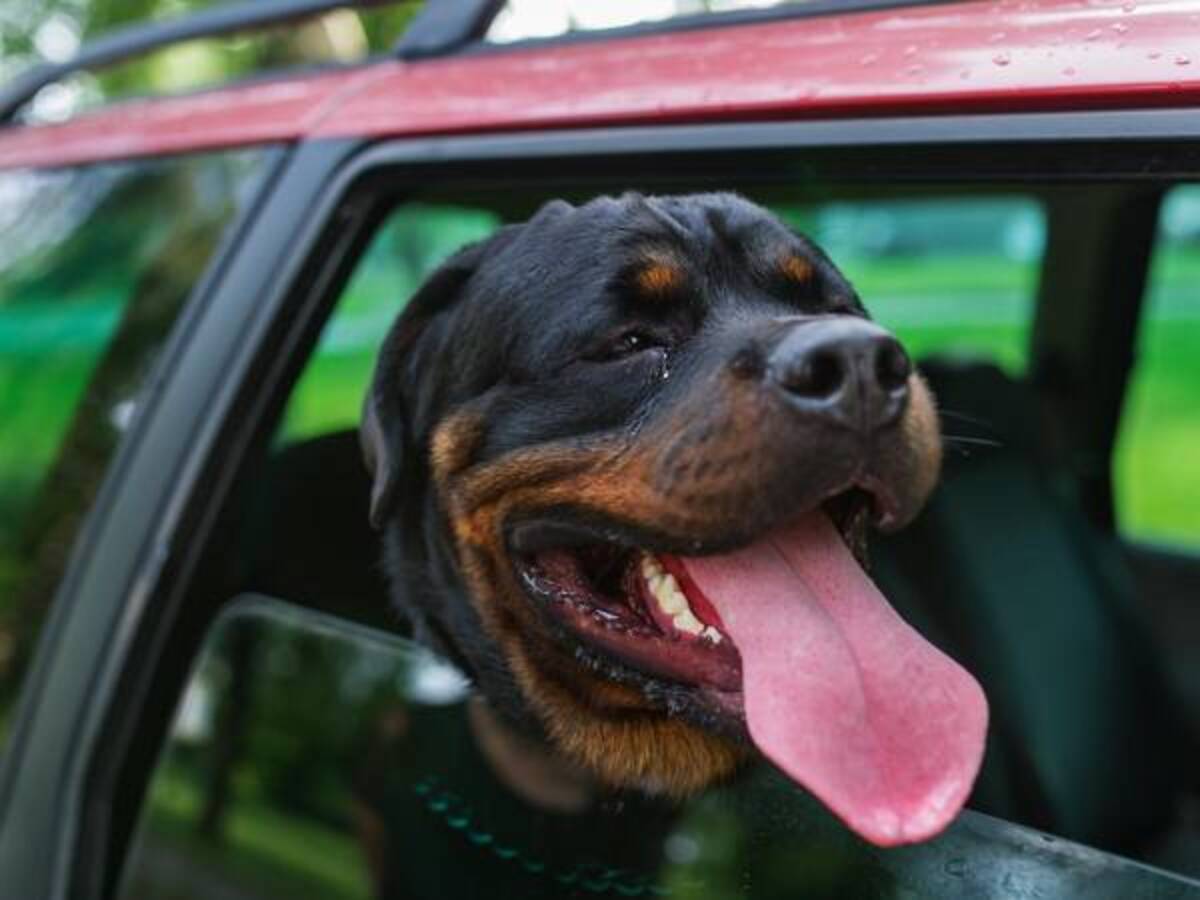 車から降りたくない犬 必死に抵抗する姿に爆笑 笑いすぎて涙が出た 21年11月29日 ウーマンエキサイト 1 2