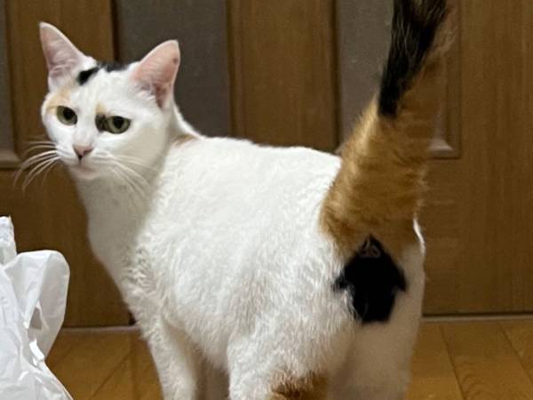 珍しい『模様』を持つ猫　２４万人が驚いた、その模様とは！