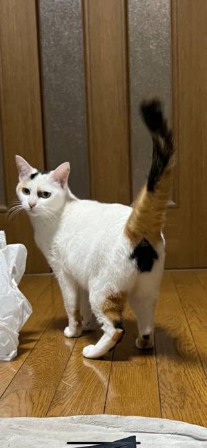 珍しい『模様』を持つ猫　２４万人が驚いた、その模様とは！