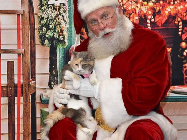 さすがサンタクロース！　不機嫌な猫をヒザに乗せると？　「表情に吹いた」
