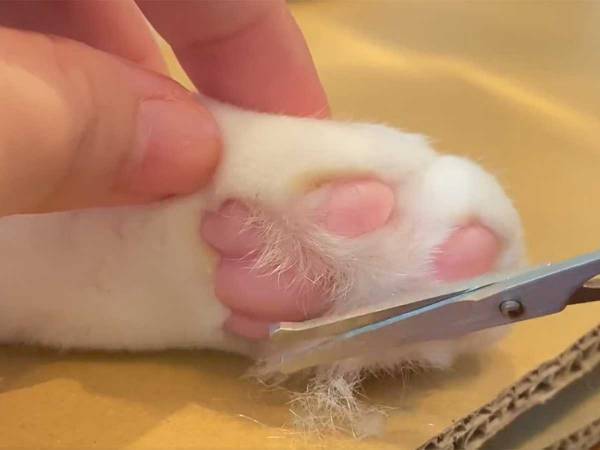 １１月２９日、ネット上を沸かせたのは？　「ずっと見ていられる…」