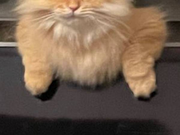 飼い主が、ふと見ると…？　テレビから『生えている』猫の姿に吹き出す