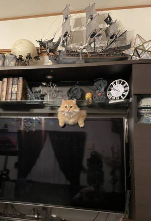 飼い主が、ふと見ると…？　テレビから『生えている』猫の姿に吹き出す