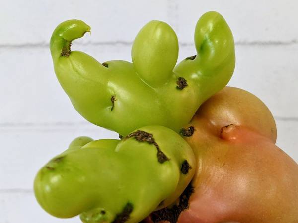 トマトから生えてきたものに「笑うわ」の声　鍛え抜かれた姿がこちら