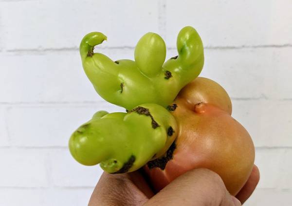 トマトから生えてきたものに「笑うわ」の声　鍛え抜かれた姿がこちら