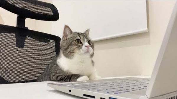 トイレから戻ったら、愛猫が会議に参加していた　凛々しい表情でドヤァ