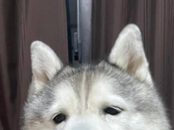 本当に同じ犬…？　『月曜日の顔』と『金曜日の顔』の違いに吹き出す