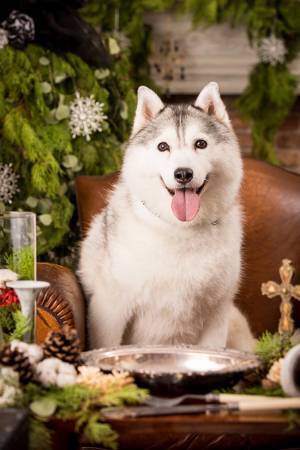 本当に同じ犬…？　『月曜日の顔』と『金曜日の顔』の違いに吹き出す