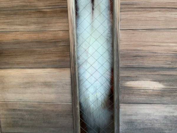 猫の『手厚い見送り』にキュン！　飼い主が自宅を出ると？