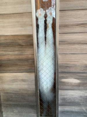 猫の『手厚い見送り』にキュン！　飼い主が自宅を出ると？