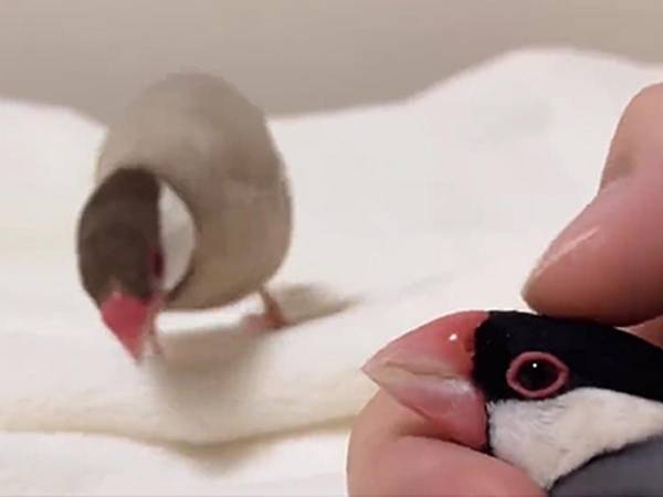 「オチが完璧」　飼い主をめぐる、文鳥の争いに吹き出す