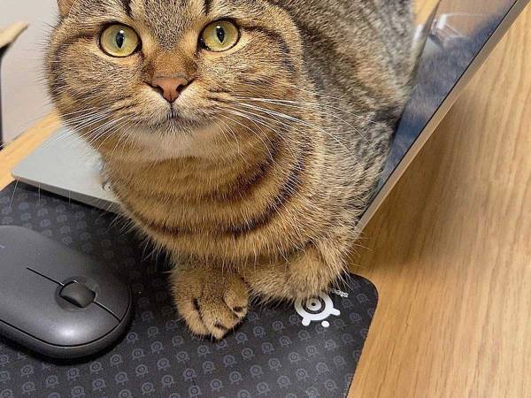 「堂々としすぎてもはや笑うしかない」　純粋な瞳で飼い主を妨害するのは…？