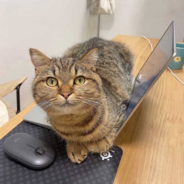 「堂々としすぎてもはや笑うしかない」　純粋な瞳で飼い主を妨害するのは…？