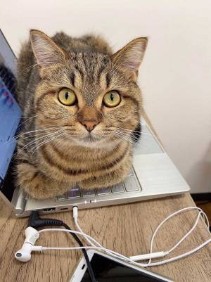 「堂々としすぎてもはや笑うしかない」　純粋な瞳で飼い主を妨害するのは…？