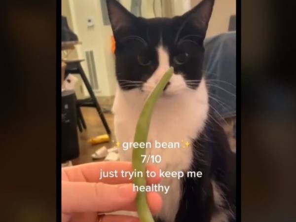 大切なのは気持ち？　愛猫がくれるプレゼントを採点する動画が大ヒット