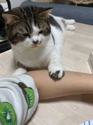 飼い主のご飯を狙う猫　腕でガードされ、悲しそうな表情に…！