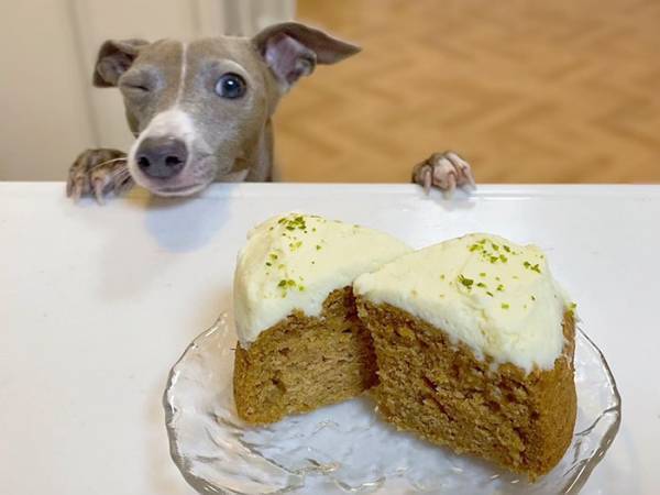 食べ物を見た犬のリアクションに「漫画のキャラかよ！」「笑ったわ」　表情が最高だった！