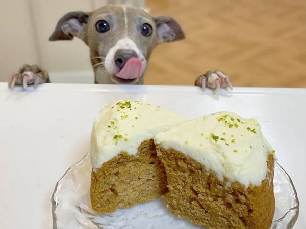 食べ物を見た犬のリアクションに「漫画のキャラかよ！」「笑ったわ」　表情が最高だった！