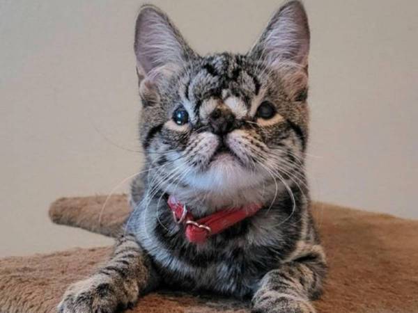 ユニークな『顔』のせいで里親希望者ゼロだった子猫　理由を投稿すると？