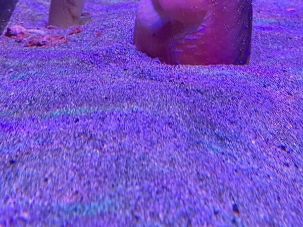 水族館で魚が砂に潜る光景に「刺さるのかよ」「どうやったんだ…」