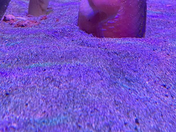 水族館で魚が砂に潜る光景に「刺さるのかよ」「どうやったんだ…」