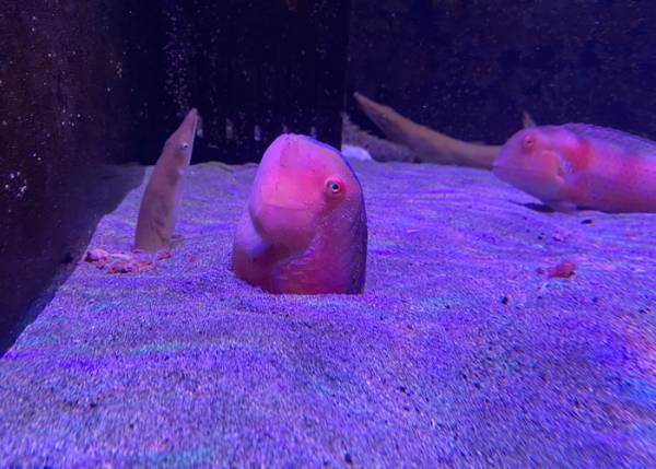 水族館で魚が砂に潜る光景に「刺さるのかよ」「どうやったんだ…」