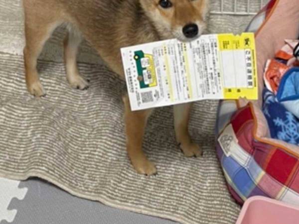 飼い主「めっちゃ可愛かった」　不在票を咥えた柴犬　表情に頬が緩む！
