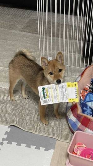 飼い主「めっちゃ可愛かった」　不在票を咥えた柴犬　表情に頬が緩む！