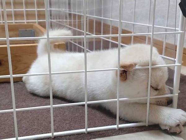 「かわいすぎ」「何回も見ちゃう」６０万回以上再生された動画がこちら！