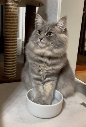 すました顔をしているけれど？　凛々しい表情の猫に「爆笑した」