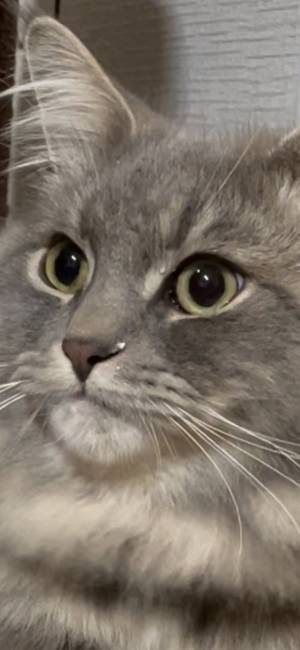 すました顔をしているけれど？　凛々しい表情の猫に「爆笑した」