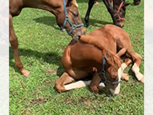 お行儀の悪い馬に対し…？　その後の展開に「爆笑した」「叱られてる！」