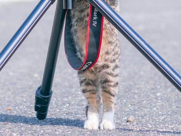 カメラマンならぬカメラニャン！？　写真家が捉えた１枚に４万『いいね』！